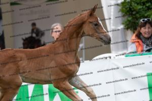 238 Flashback x Almaz DSC07004