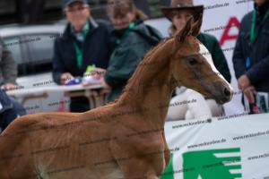 238 Flashback x Almaz DSC07007