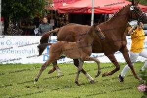 239 Jovian x Bretton Woods BU7I3966