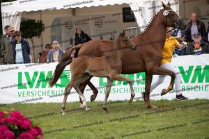 239 Jovian x Bretton Woods BU7I3972