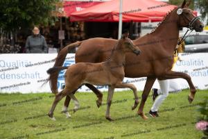 239 Jovian x Bretton Woods BU7I3978