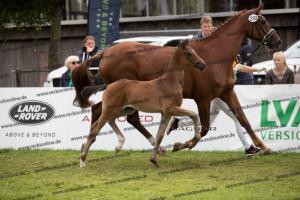 239 Jovian x Bretton Woods BU7I3980