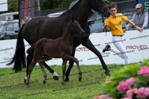 242 For Romance II x Dante Weltino DSC07058