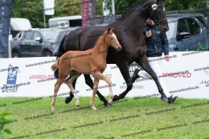 249 Floriscount x Heinrich Heine DSC07229