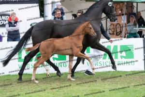 249 Floriscount x Heinrich Heine DSC07235