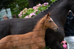 249 Floriscount x Heinrich Heine DSC07239