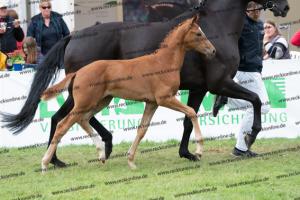 249 Floriscount x Heinrich Heine DSC07241