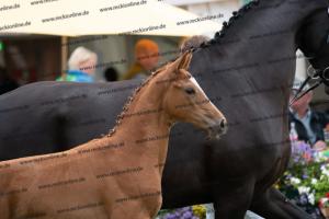 249 Floriscount x Heinrich Heine DSC07250