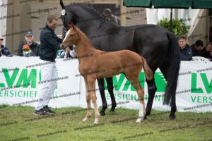 249 Floriscount x Heinrich Heine  U7I4099