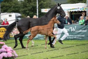 249 Floriscount x Heinrich Heine  U7I4102