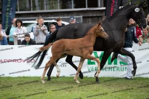 249 Floriscount x Heinrich Heine  U7I4108