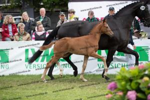 249 Floriscount x Heinrich Heine  U7I4109