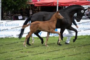 249 Floriscount x Heinrich Heine  U7I4118