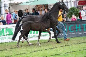 250 Secret x Grey Flanell DSC07162