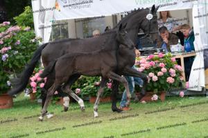 250 Secret x Grey Flanell DSC07170