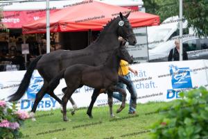 250 Secret x Grey Flanell DSC07178