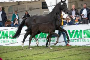 250 Secret x Grey Flanell  U7I4061