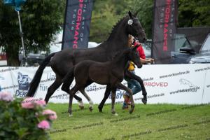 250 Secret x Grey Flanell  U7I4069