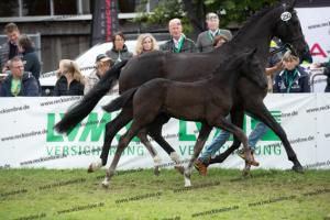 250 Secret x Grey Flanell  U7I4073