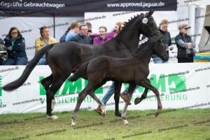 250 Secret x Grey Flanell  U7I4074