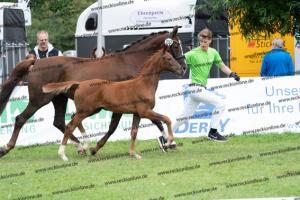 252 Valverde x Florentianer DSC07256