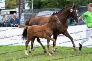 252 Valverde x Florentianer DSC07260