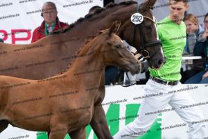 252 Valverde x Florentianer DSC07261