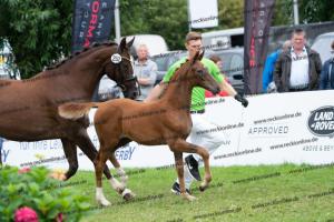 252 Valverde x Florentianer DSC07274