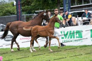 252 Valverde x Florentianer DSC07277