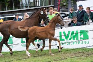 252 Valverde x Florentianer DSC07278