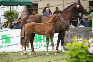 252 Valverde x Florentianer  U7I4123