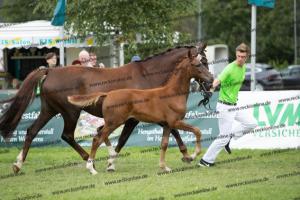 252 Valverde x Florentianer  U7I4126