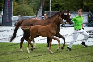 252 Valverde x Florentianer  U7I4128