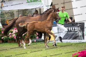 252 Valverde x Florentianer  U7I4132