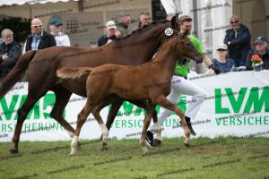 252 Valverde x Florentianer  U7I4134