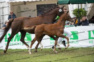 252 Valverde x Florentianer  U7I4135