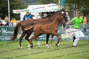 252 Valverde x Florentianer  U7I4137