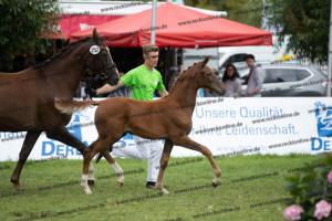 252 Valverde x Florentianer  U7I4139