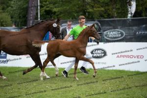 252 Valverde x Florentianer  U7I4140