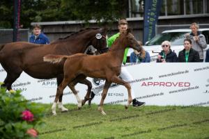 252 Valverde x Florentianer  U7I4141