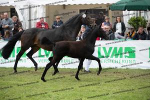 254 For Gold x Rock Forever I  U7I4148