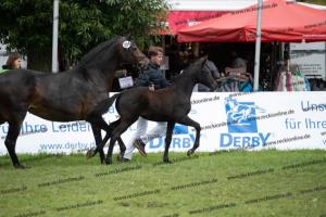 254 For Gold x Rock Forever I  U7I4153