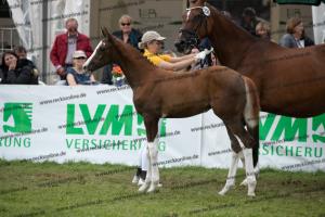 256 Benicio x Florencio I  U7I4156