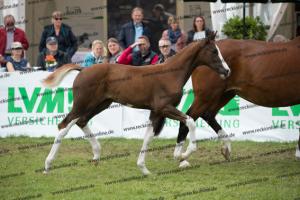 256 Benicio x Florencio I  U7I4158