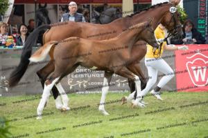 256 Benicio x Florencio I  U7I4159