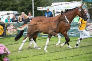 256 Benicio x Florencio I  U7I4161