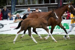 256 Benicio x Florencio I  U7I4164