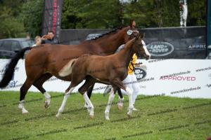 256 Benicio x Florencio I  U7I4169