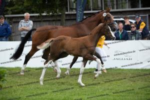 256 Benicio x Florencio I  U7I4170