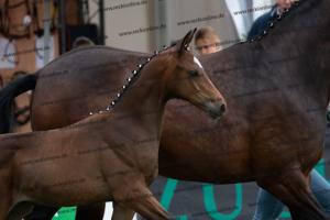 257 Escolar x Krack C DSC07329